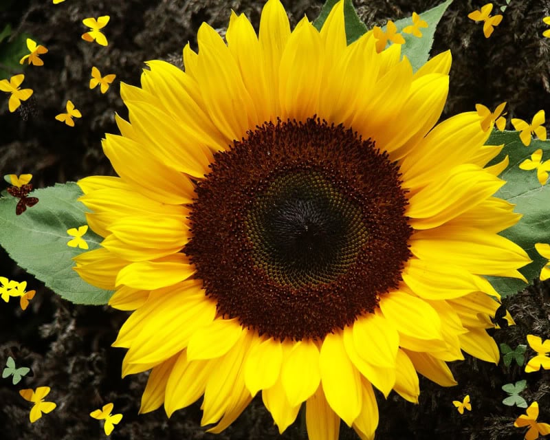 Sunflower Lady