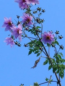 Jaiaceae