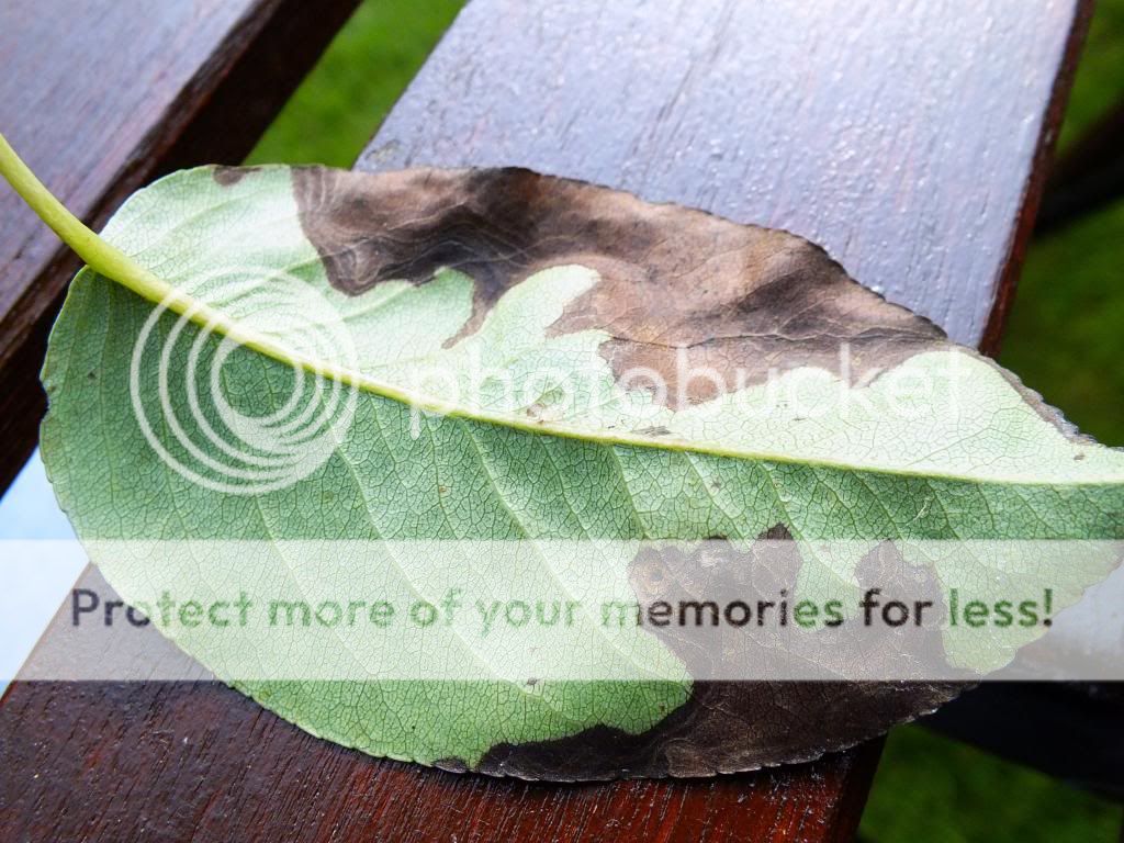 http://i1232.photobucket.com/albums/ff372/Parsley19/DSCF1444_zps07d802b4.jpg