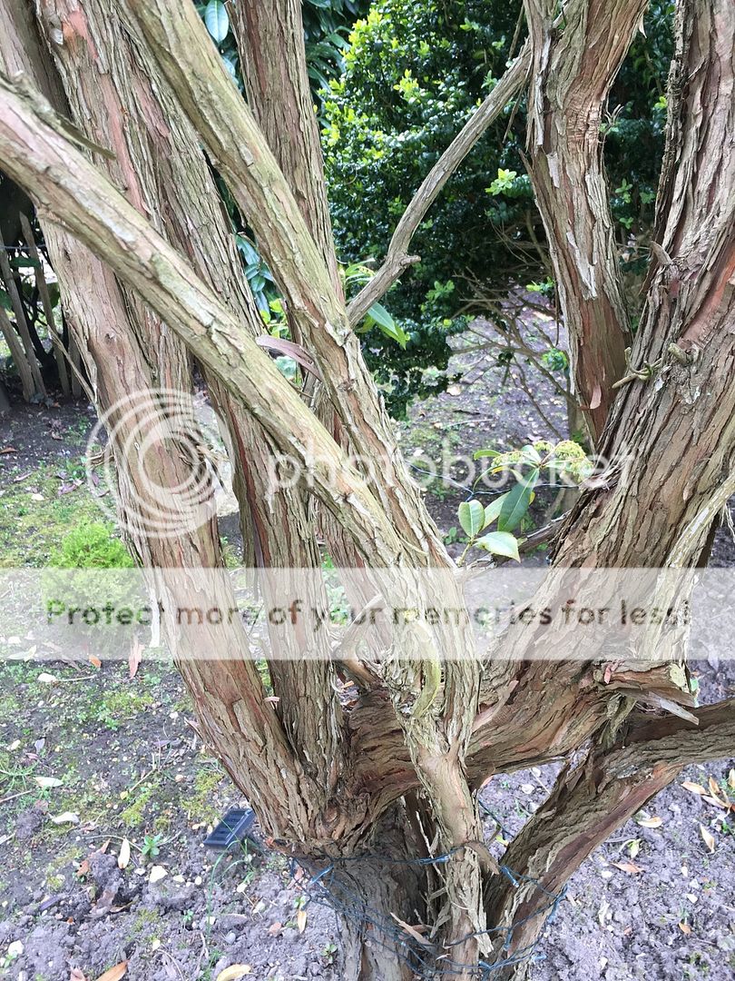 http://i382.photobucket.com/albums/oo270/ninjaspy2000/Pieris/6_zps3ps0avch.jpg
