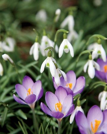 Gardening Snowdrops  Crocus flower Spring flowers Purple flowers