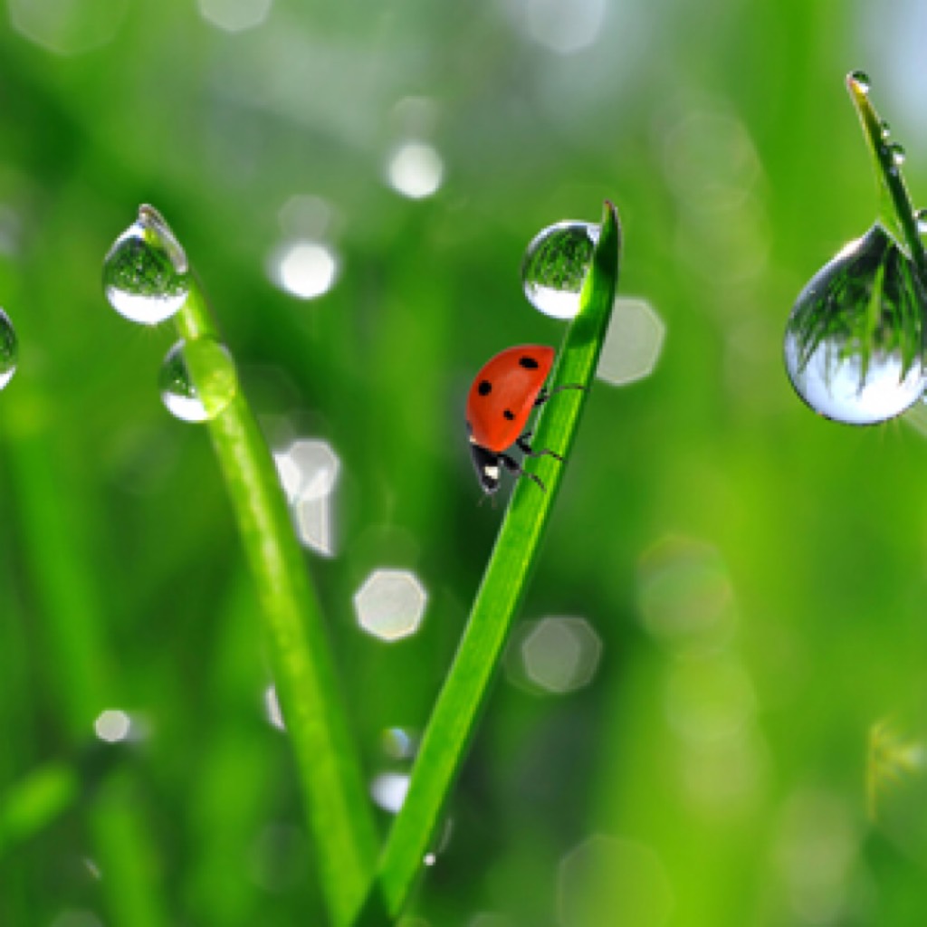 Rain After the rain everything is fresh The city has been given a redo  There is