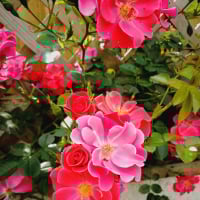 Ffoxglove