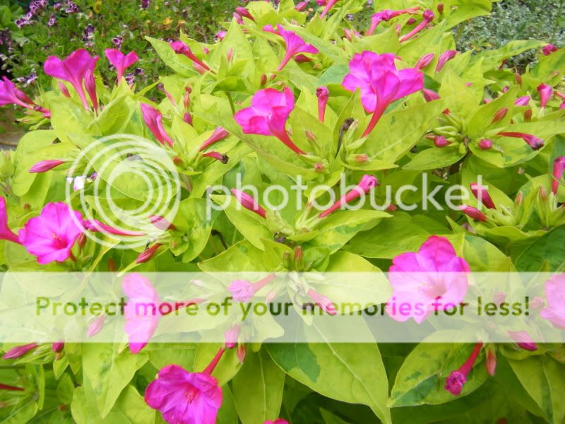 http://i96.photobucket.com/albums/l178/toonia_2006/2011_0808aug80001.jpg