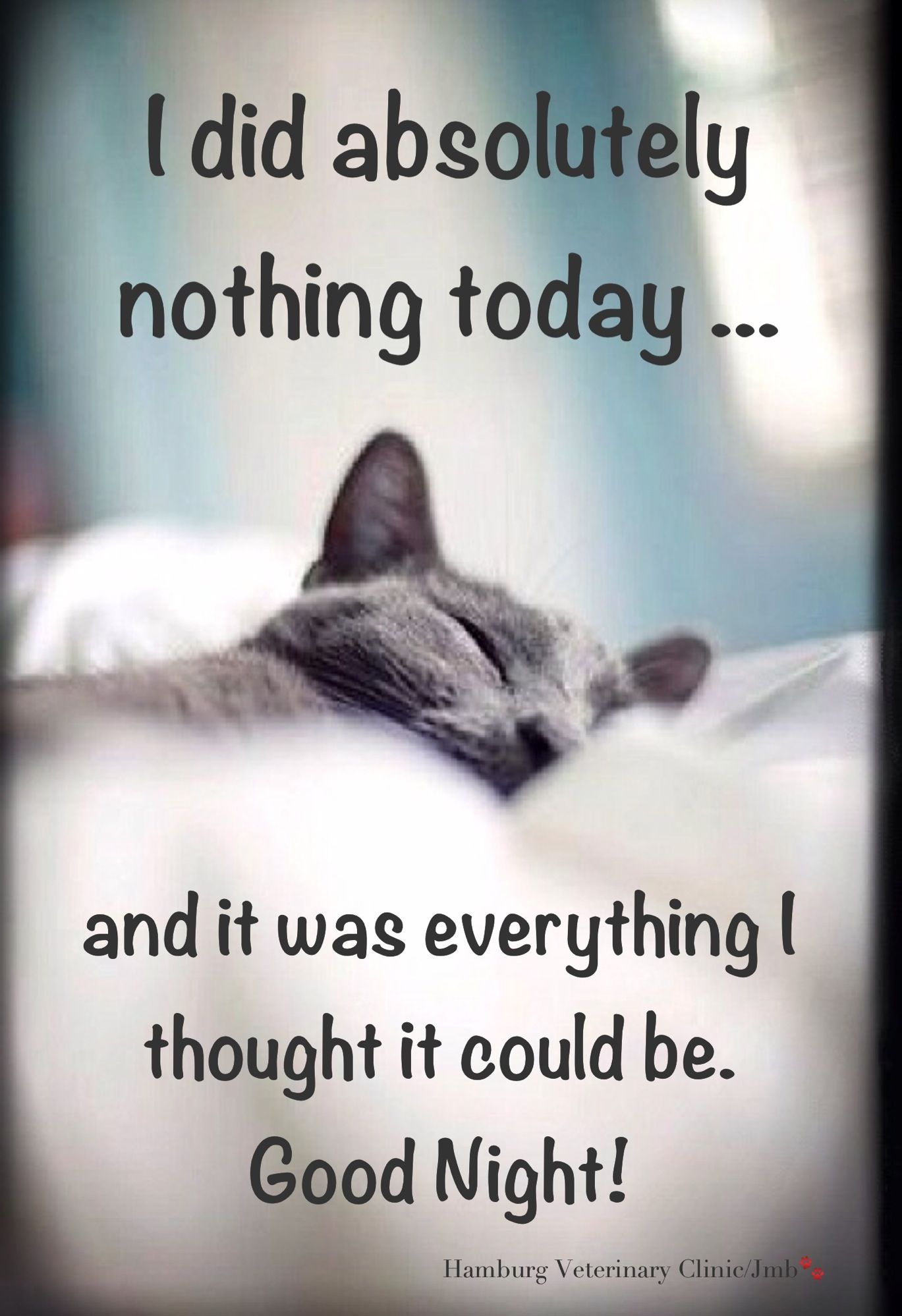 Sunday Humor  Animal funny  Cute cat  Relaxing  Taking it easy  Only  way to go Good Night Sleep Tight  Good night funny Good night quotes  Cute good night