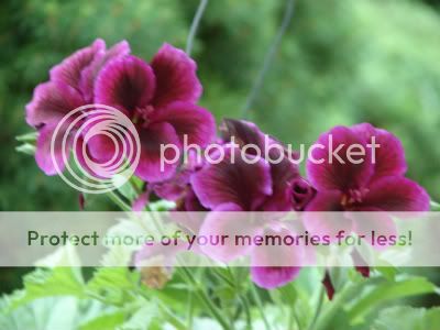 http://img.photobucket.com/albums/v11/otnorot/All%20plants/019-4-1.jpg