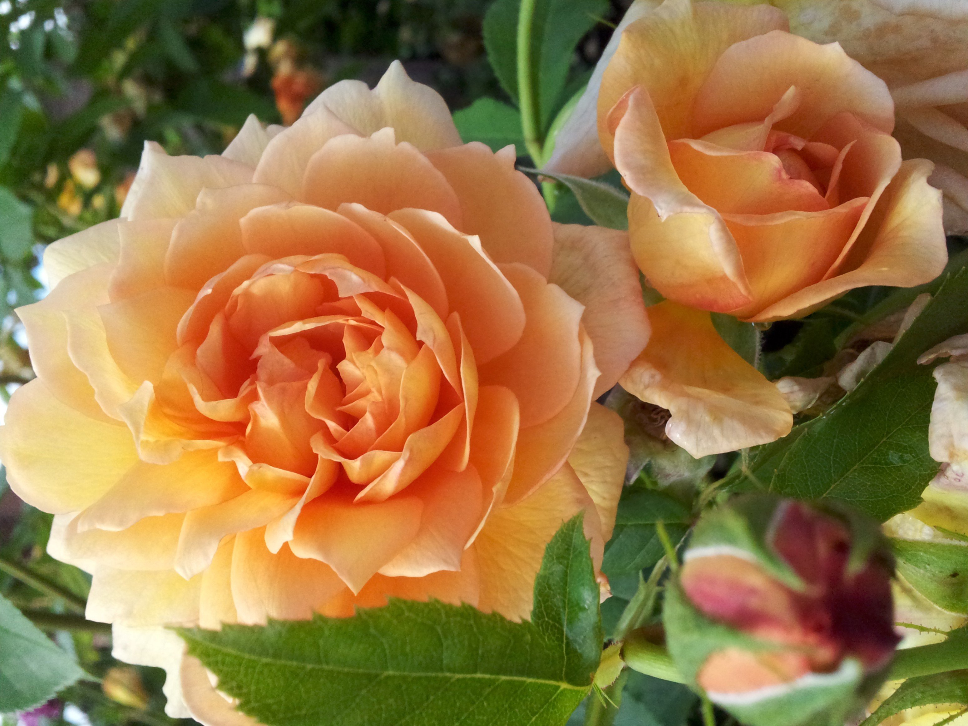 Petals and Lace