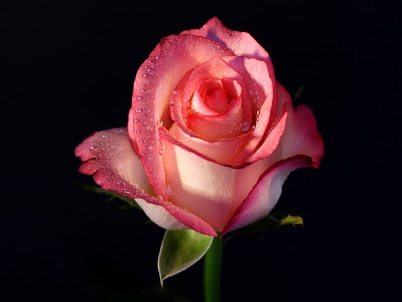 Pinkrose