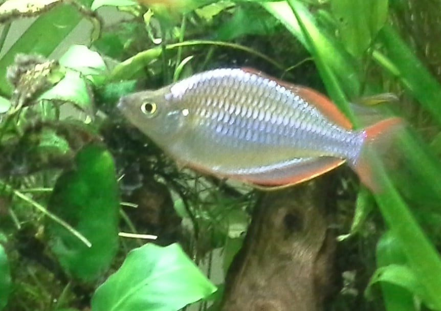 Rainbowfish