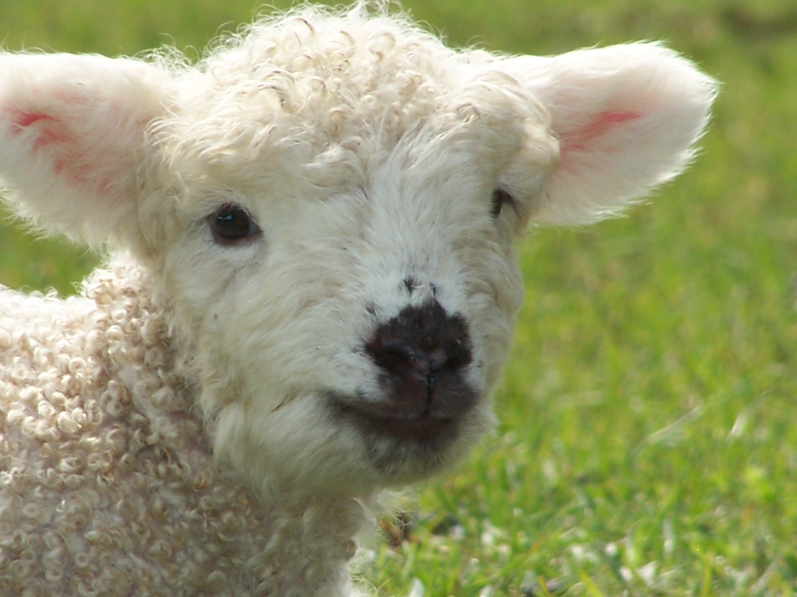 Devonfarmer