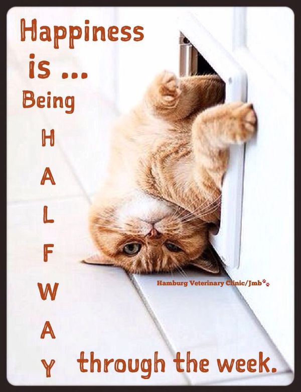 Wednesday Memes - Funny Happy Wednesday Images  Socially Keeda