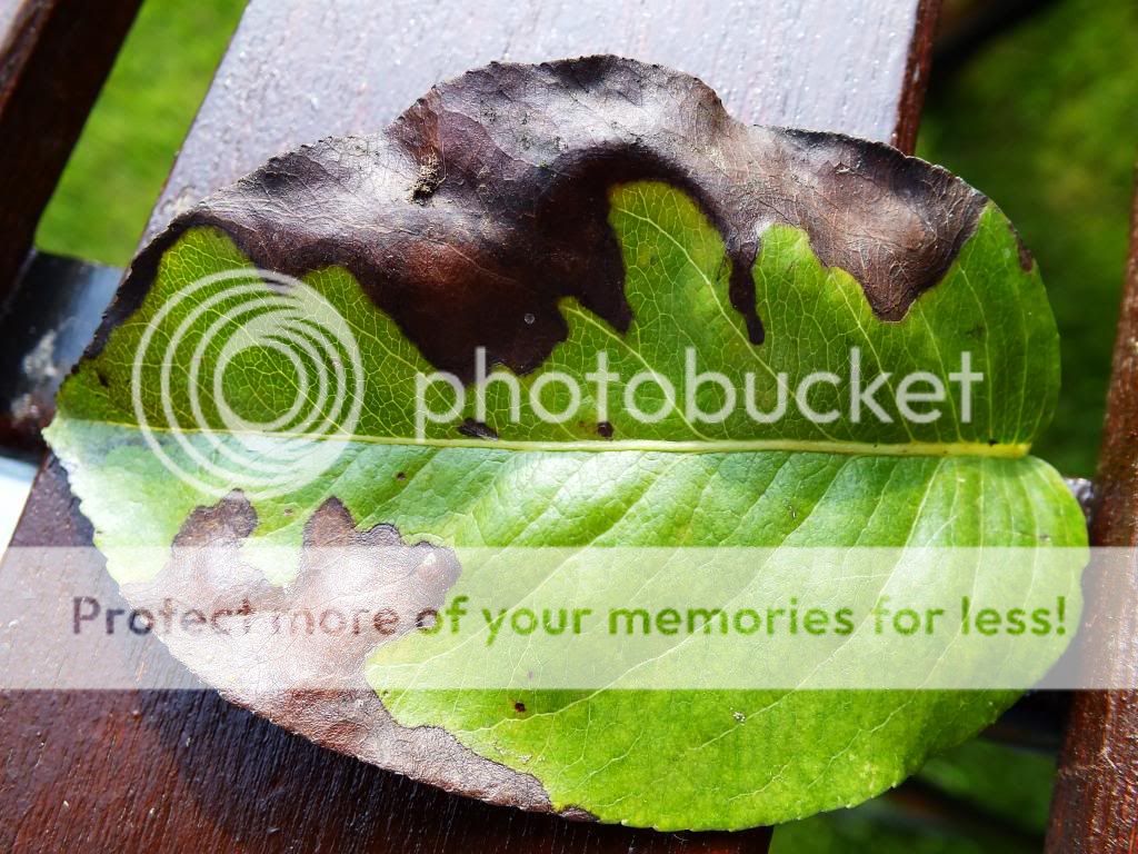 http://i1232.photobucket.com/albums/ff372/Parsley19/DSCF1443_zps9258e167.jpg