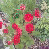 floraltips