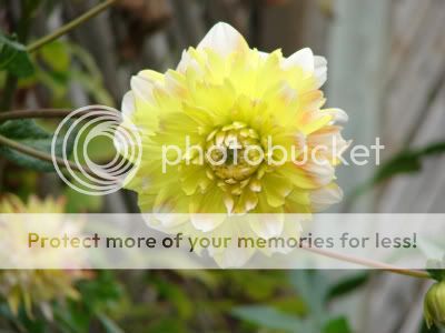 http://img.photobucket.com/albums/v11/otnorot/All%20plants/023-11-1.jpg