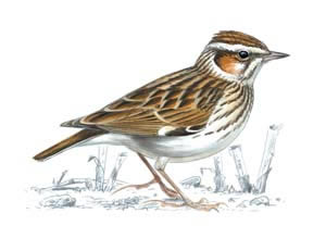 Woodlark