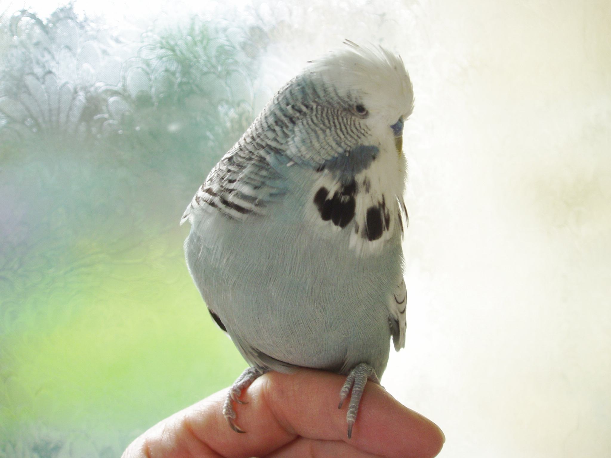 Mrs Bertie