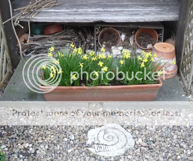 http://i72.photobucket.com/albums/i179/Cheerypeabrain/2013/P1050106_zps63b61fdd.jpg