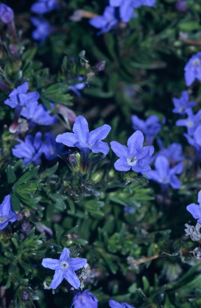 purple gromwell Heavenly Blue