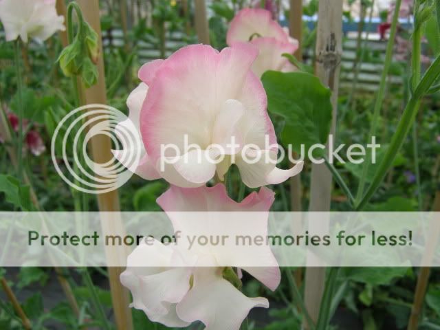 http://i27.photobucket.com/albums/c186/DavidKnapper/sweetpea.jpg