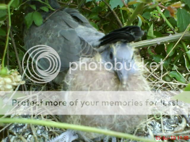 http://i1145.photobucket.com/albums/o502/lavenderlady1/Pigeons/Various001.jpg