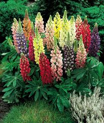 Lupin Loopy