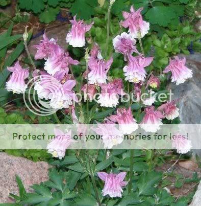 http://img.photobucket.com/albums/v11/otnorot/All%20plants/DadsCameraPictures022-1.jpg