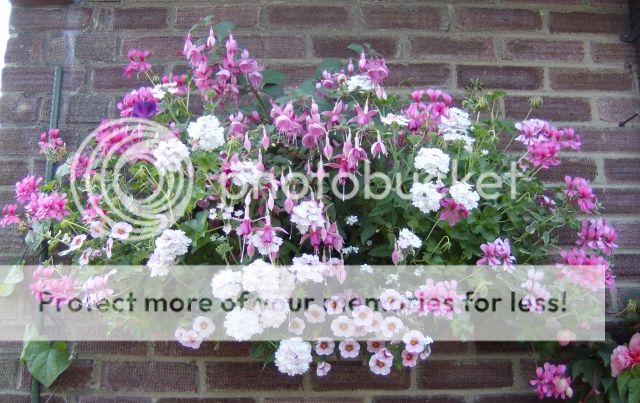 http://i1131.photobucket.com/albums/m551/lilylouise1/blueberriessunflowerswallbaskets010-1.jpg