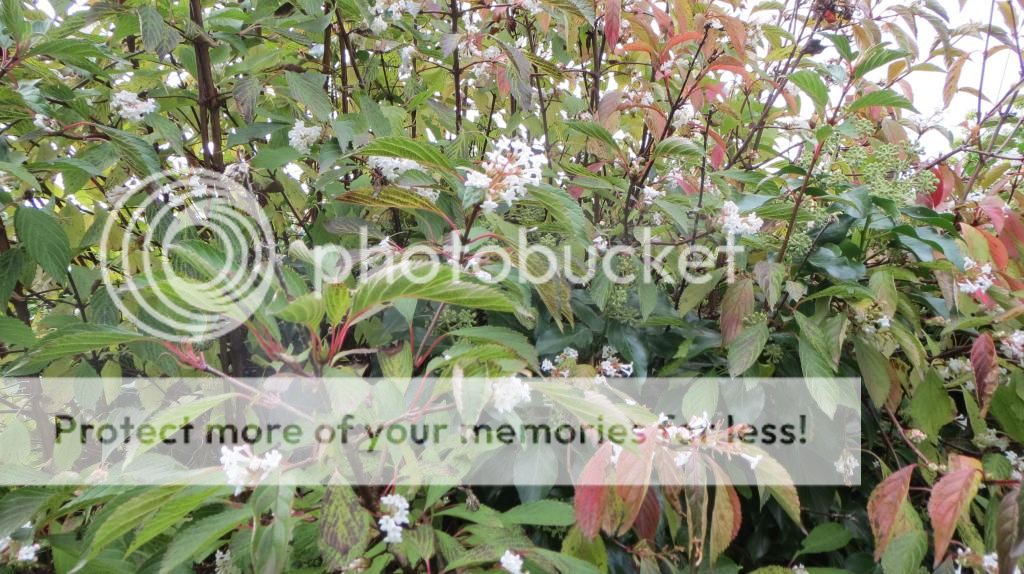 http://i1345.photobucket.com/albums/p677/LuluTheLurcher/IMG_3039_zpsce6a198b.jpg