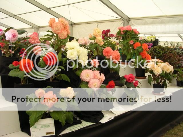 http://i27.photobucket.com/albums/c186/DavidKnapper/Shrewsbury/DSCN0414.jpg