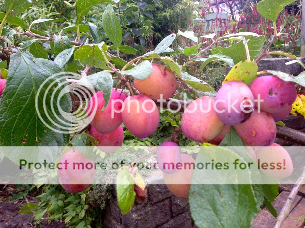 http://i232.photobucket.com/albums/ee192/thebear843/Garden/file_zps763c3a16.jpg
