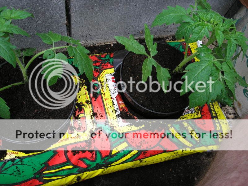 http://i119.photobucket.com/albums/o152/shaungill/P5090004.jpg