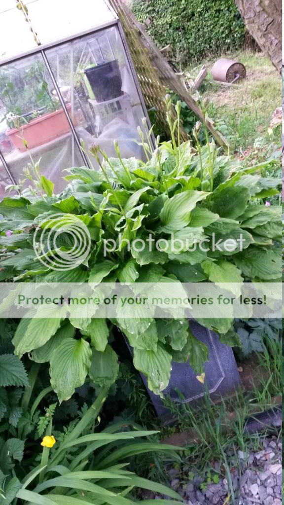 http://i819.photobucket.com/albums/zz113/LadyClarington/20140603_183919_zpsobnnr7g3.jpg