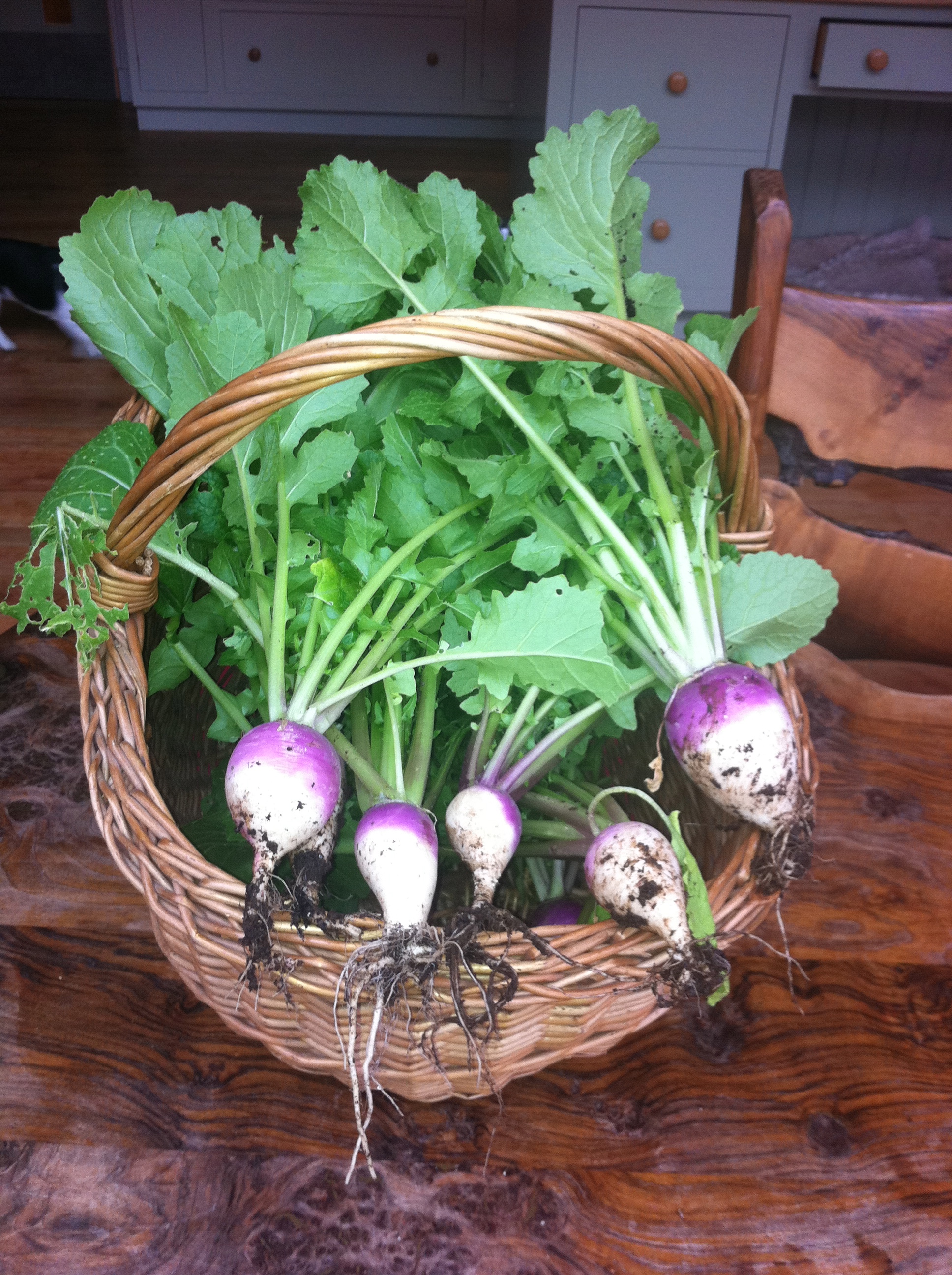 Kitchen Gardener