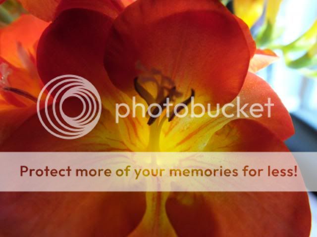 http://i27.photobucket.com/albums/c186/DavidKnapper/006_zpse8ca11ee.jpg