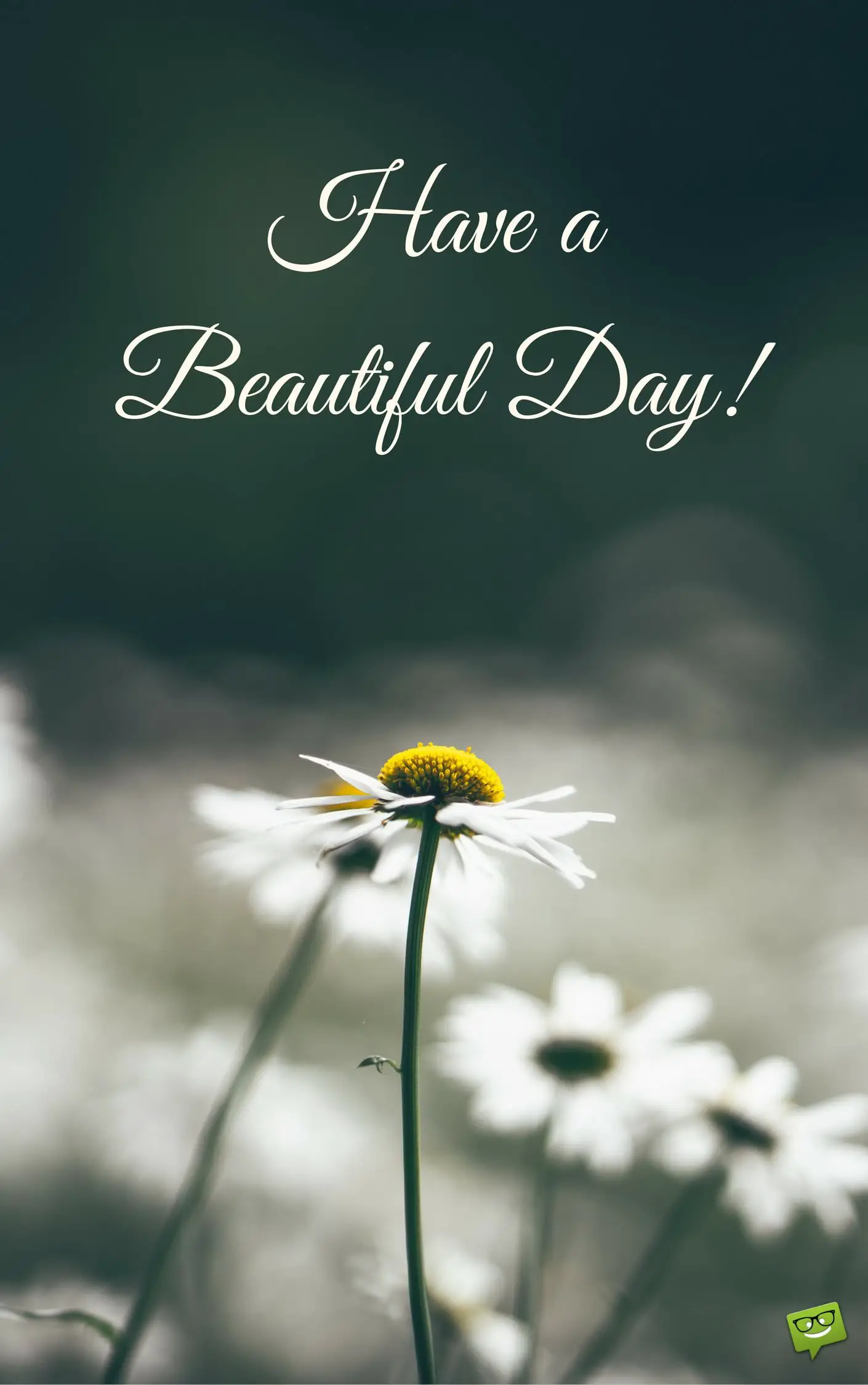 Have a beautiful day On elegant image with white flowers