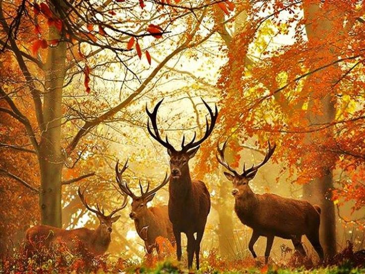 Image result for beautiful Autumn images