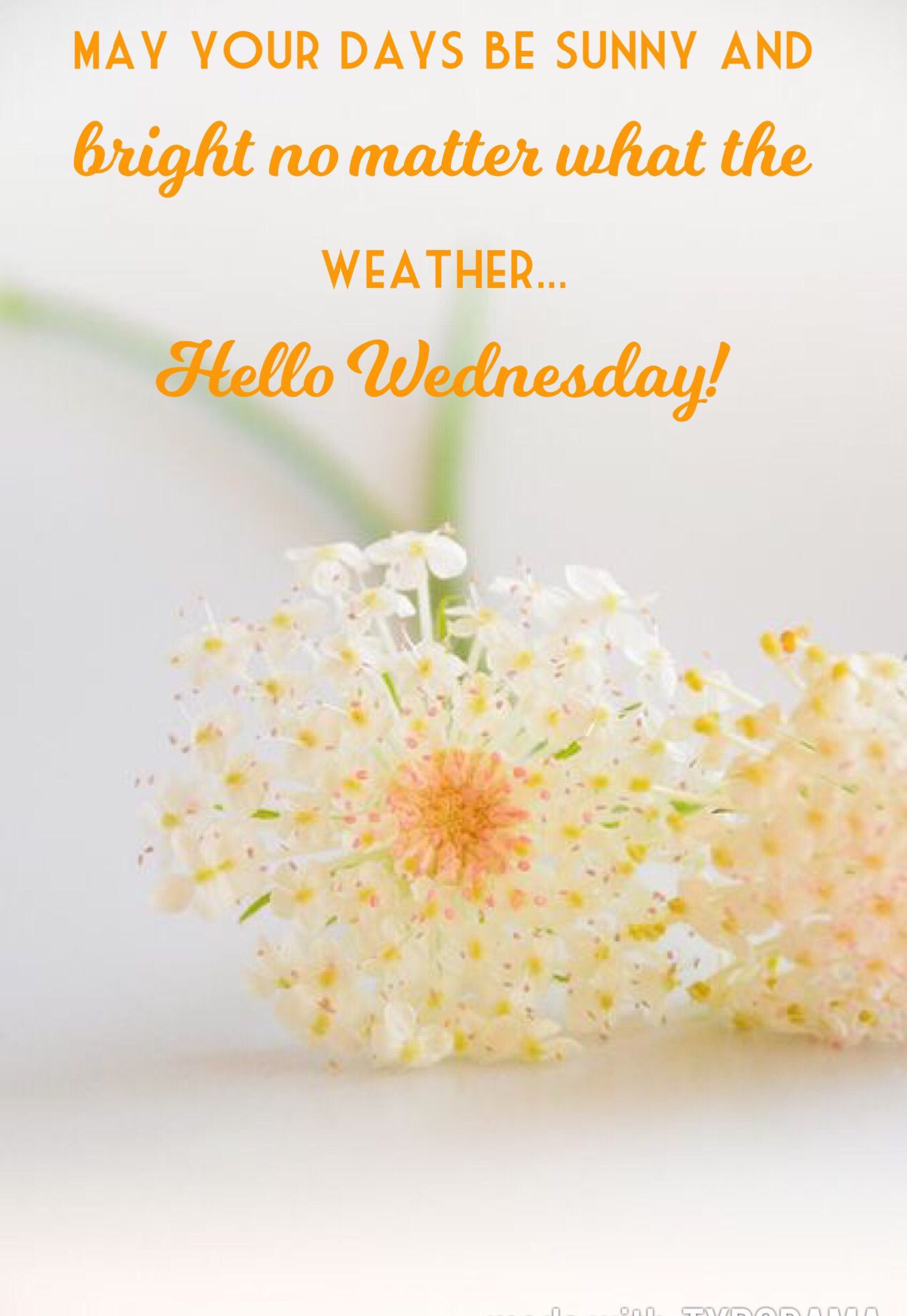 Hello Wednesday  Wednesday hump day Hump day quotes Happy