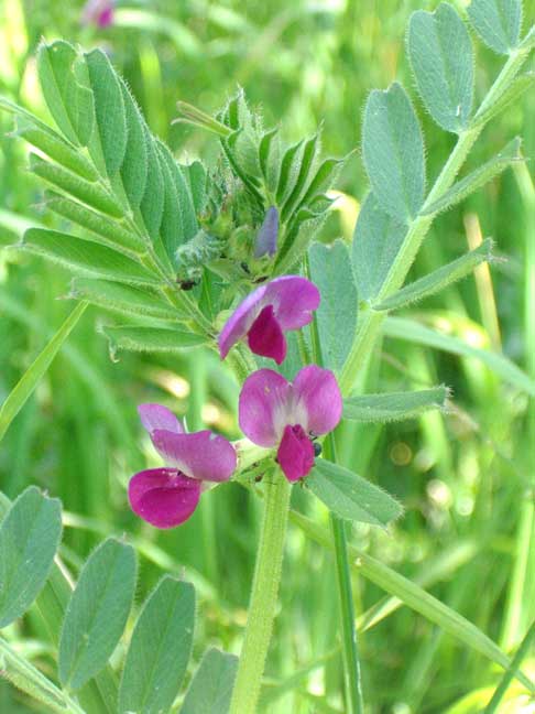 http://www.glaucus.org.uk/CommonVetch052.jpg