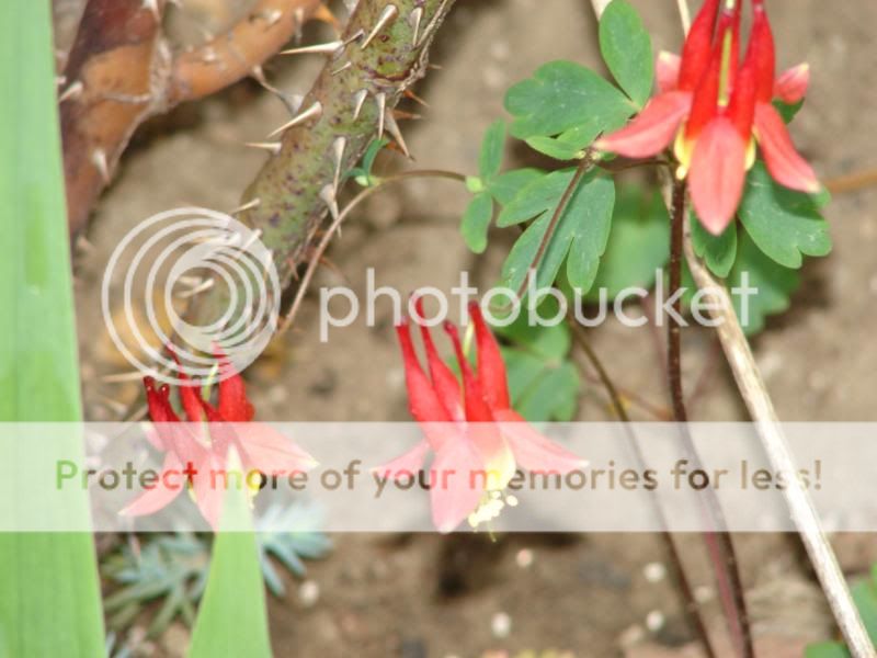 http://img.photobucket.com/albums/v11/otnorot/All%20plants/002-13.jpg