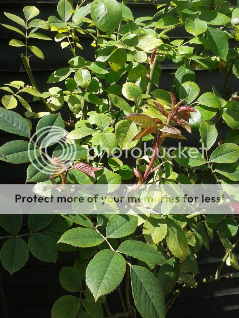 http://i1379.photobucket.com/albums/ah137/photosqueez/2014-07-04142535_zps709c0b67.jpg