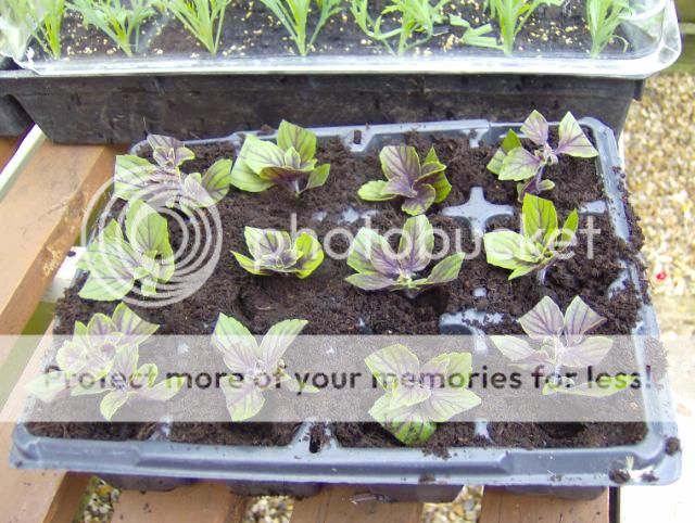 http://i1131.photobucket.com/albums/m551/lilylouise1/cuttings017.jpg