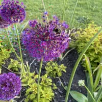New_to_gardening