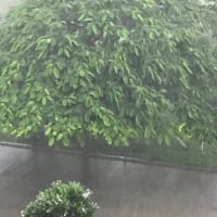 MMflower