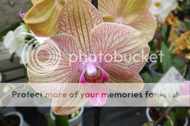 http://i27.photobucket.com/albums/c186/DavidKnapper/013_zps02675590.jpg
