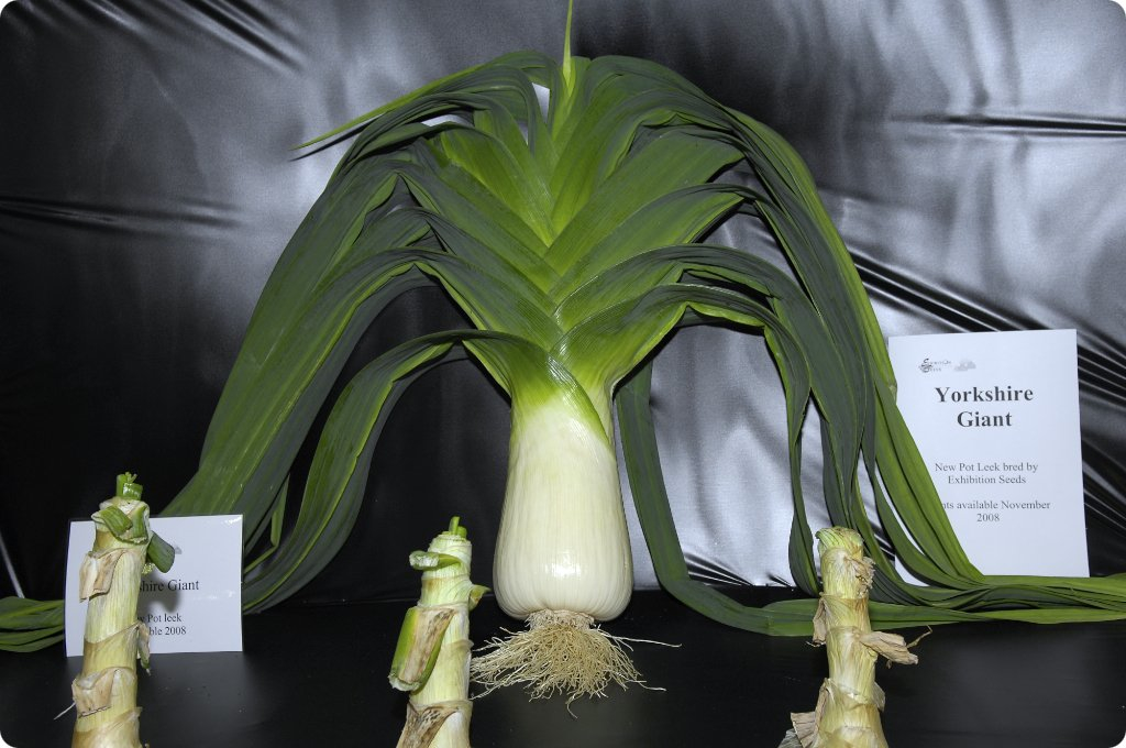 The Leek man