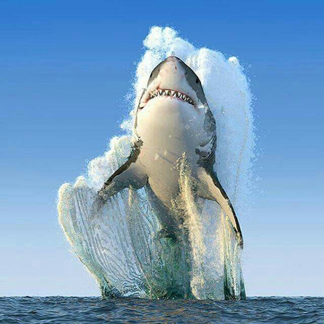 Image result for Great white shark jumping images