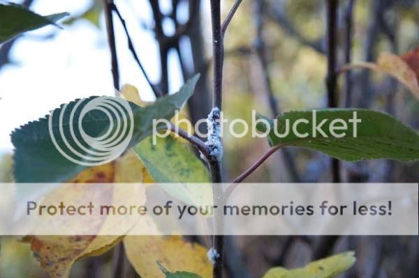 http://img.photobucket.com/albums/v11/otnorot/P_WoolyAphid1_zps328d2f07.jpg