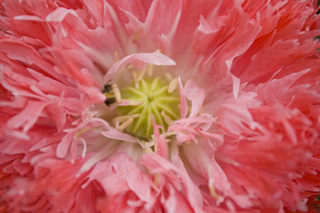 http://www.thymewilltell.com/poppy13b.jpg