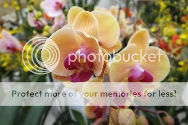 http://i27.photobucket.com/albums/c186/DavidKnapper/0042_zps7786748a.jpg