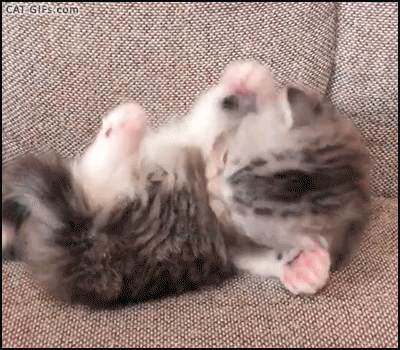 Image result for Mother cat washing kitten gif
